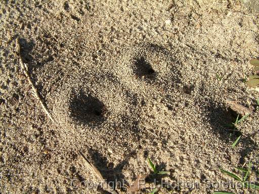 Ant holes 